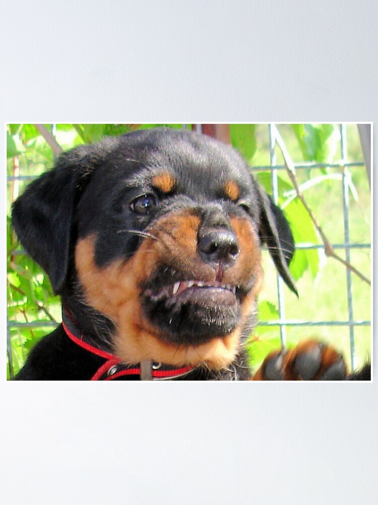 Funny Grumpy Faced Rottweiler Puppy 