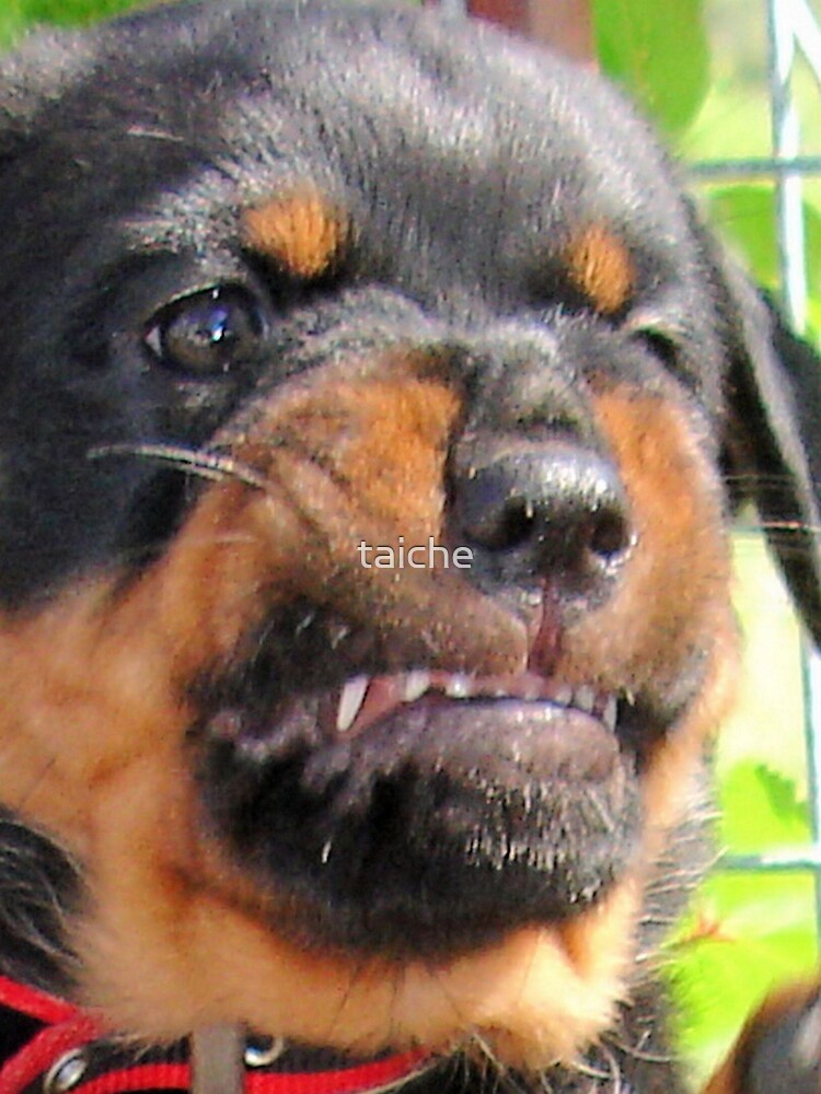 funny rottweiler puppies