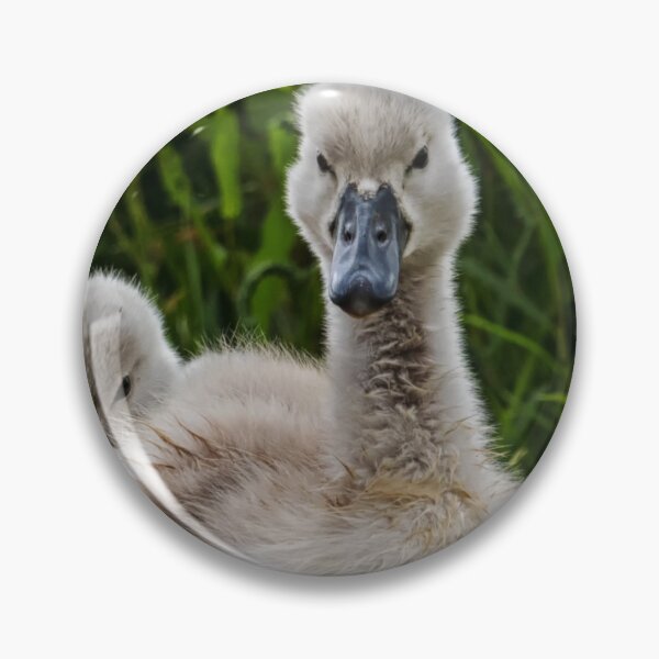 Artikelvorschau, Cygnet-Geschwister in einer Gruppe entworfen und verkauft von habilephoto.