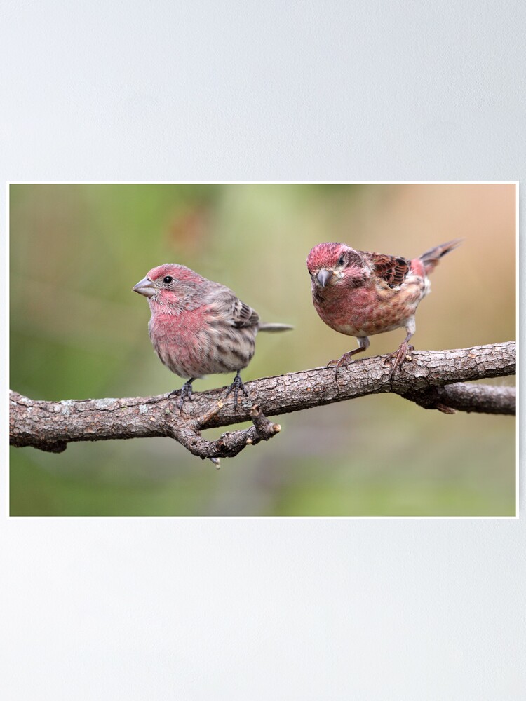 purple finch vs house finch