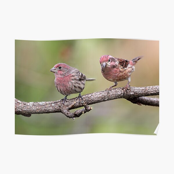 "Purple Finch And House Finch Comparison" Poster by GaryFairhead