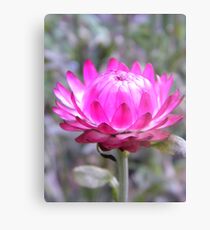 Pink Metal Print
