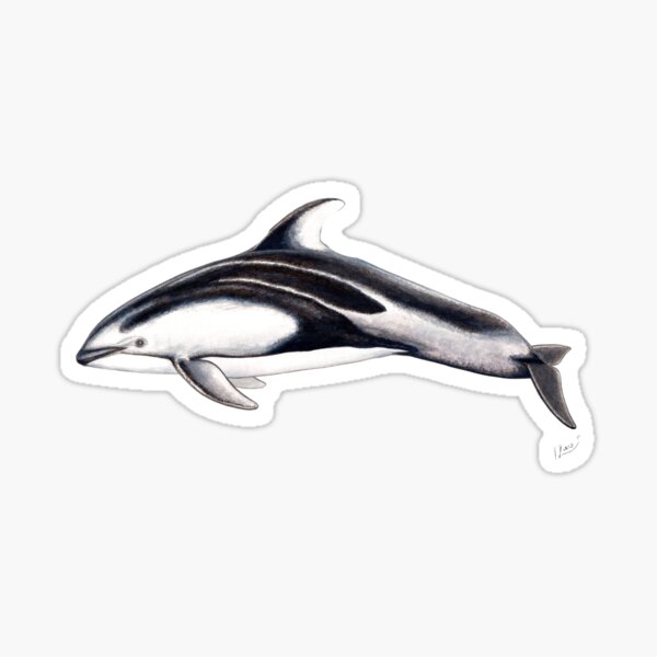 Item preview, Pacific white-sided dolphin designed and sold by chloeyzoard.