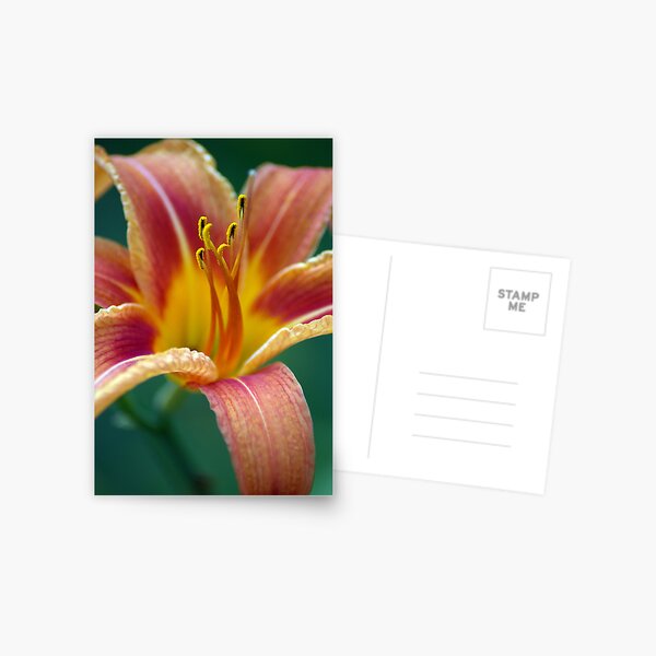 Flower Postcard