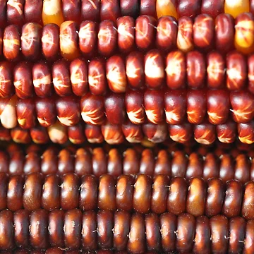 Artwork thumbnail, Corn Rows by Wviolet28