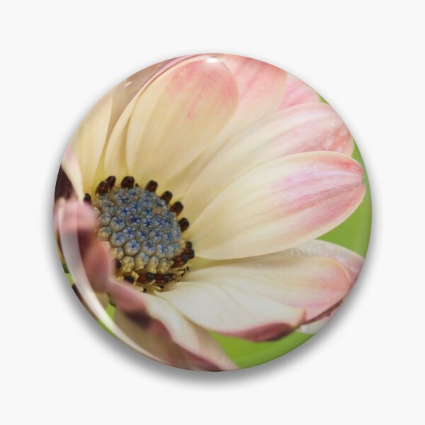 Item preview,  Osteospermum designed and sold by John Ray.