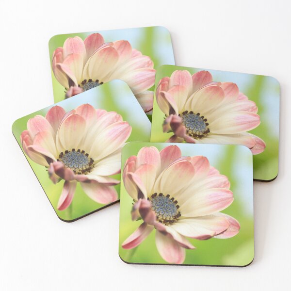 Item preview,  Osteospermum designed and sold by John Ray.