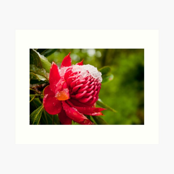 Item preview, Snow-topped Waratah designed and sold by Dilshara Hill.