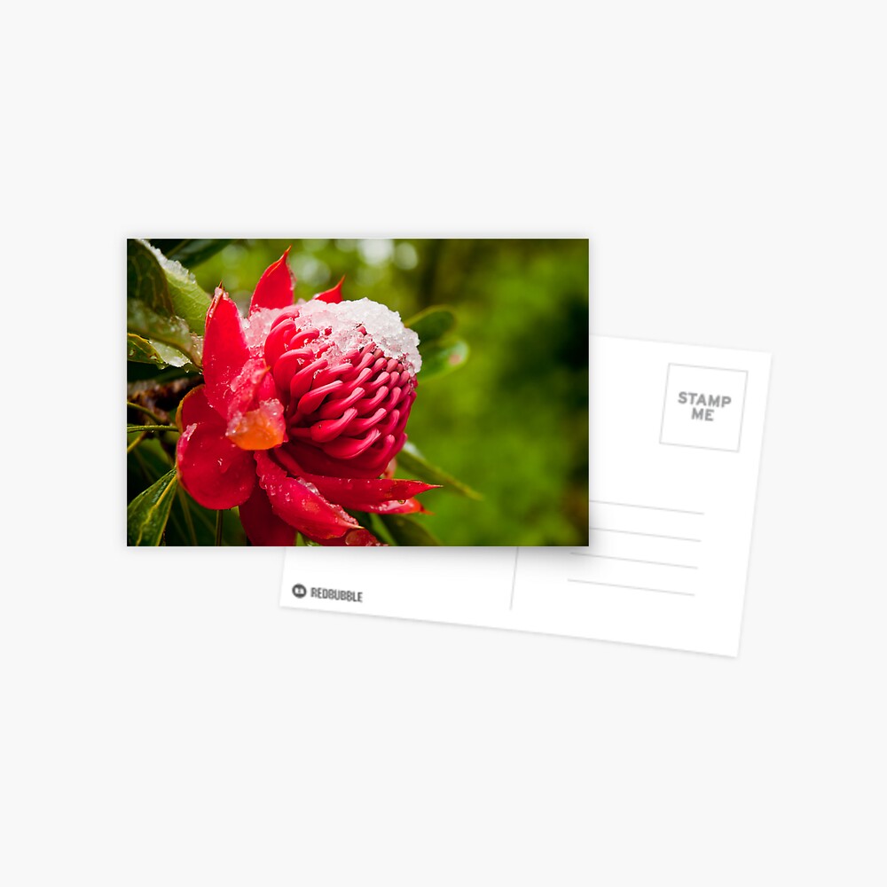 Snow-topped Waratah Postcard