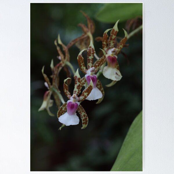 Item preview, Orchids designed and sold by johnnycuervo.