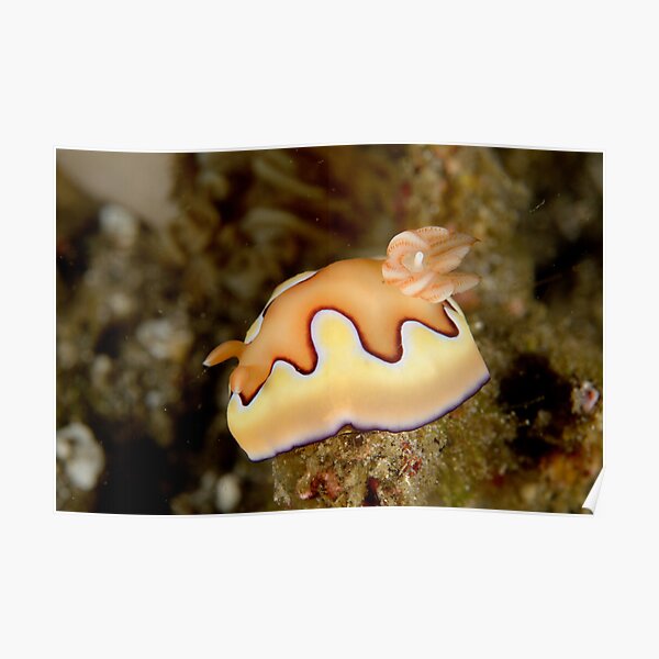 Nudibranch - Chromodoris coi Poster