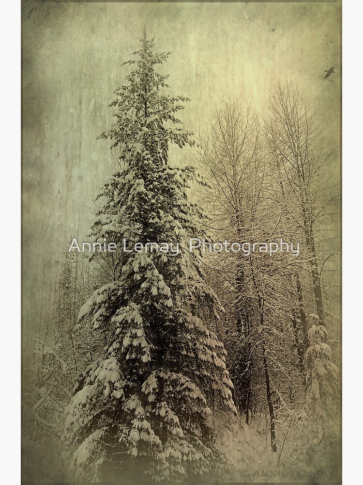 Winter by ajlphotography