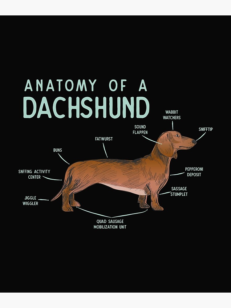 "Anatomy of a Dachshund product" Poster by maninpos23 Redbubble