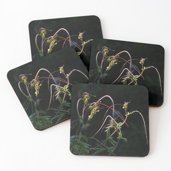 Item preview, Passion flower designed and sold by Paul Pasco.