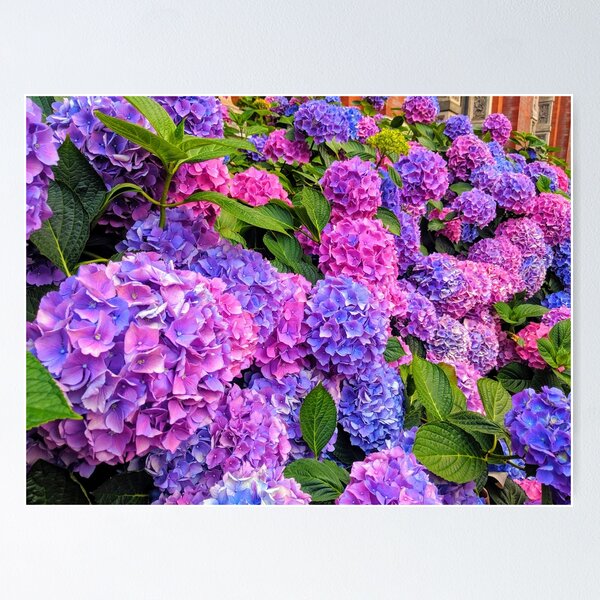 Item preview, Hydrangeas at the Victoria & Albert Museum designed and sold by zealology.