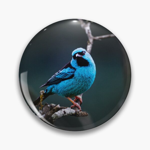 Item preview, Wildlife Photography | Blue Birb designed and sold by Leonardo Ramos.