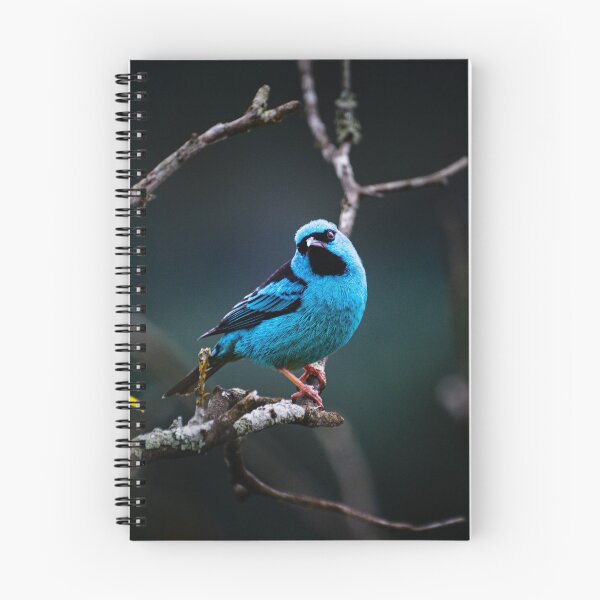 Item preview, Wildlife Photography | Blue Birb designed and sold by Leonardo Ramos.