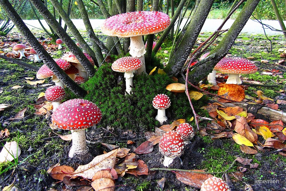 a-fairy-ring-with-mushrooms-by-ienemien-redbubble