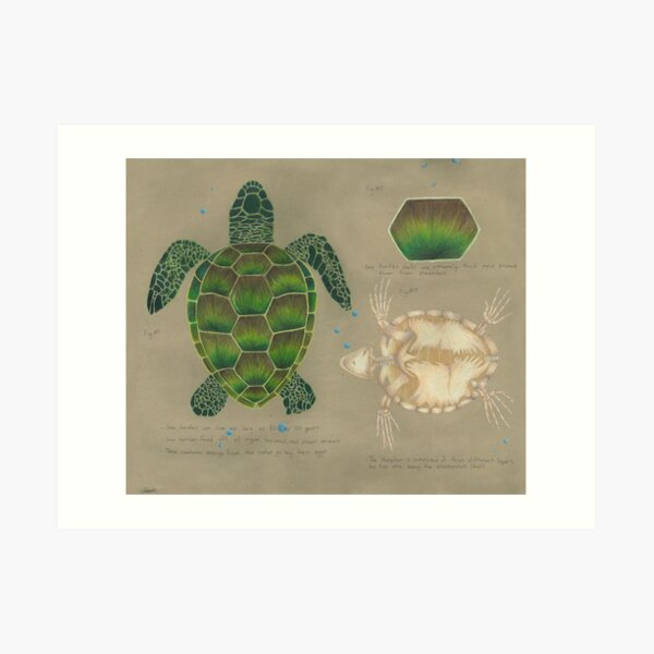 Sea Turtle Scientific Study Drawing Art Print