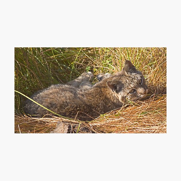 Lazy bobcat Photographic Print