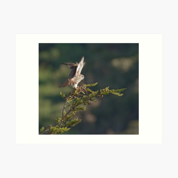 Kestrel shows her wings Art Print