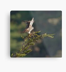 Kestrel shows her wings Metal Print