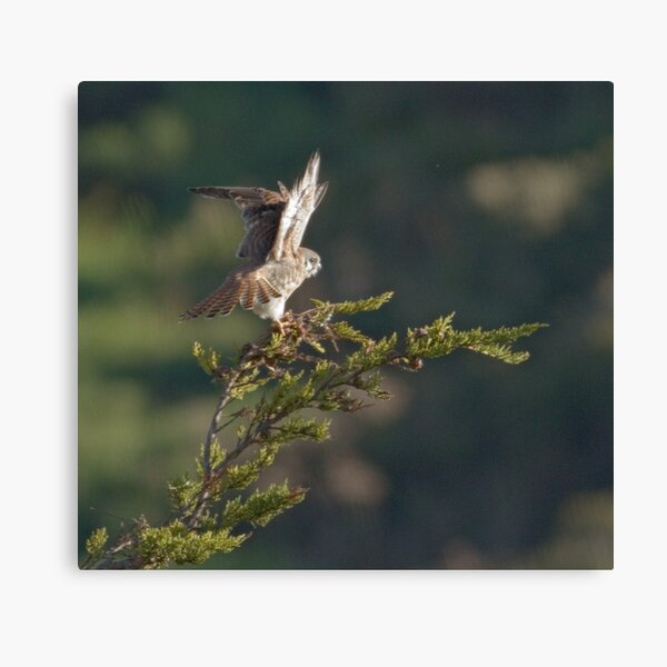 Kestrel shows her wings Canvas Print