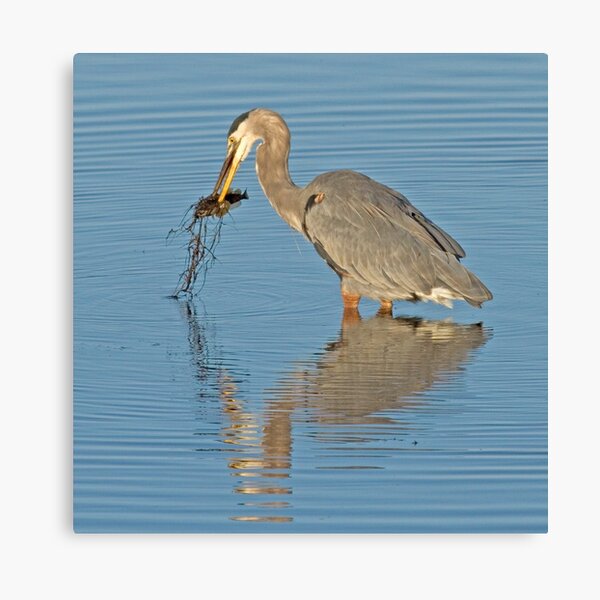 Fish for dinner Canvas Print