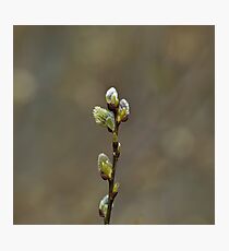 Pussy Willow Photographic Print