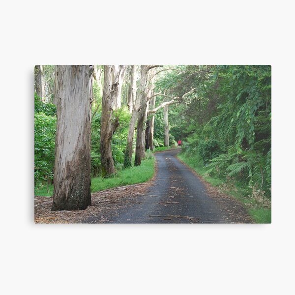 QUEENS AVENUE, MOUNT WILSON, NSW. Metal Print