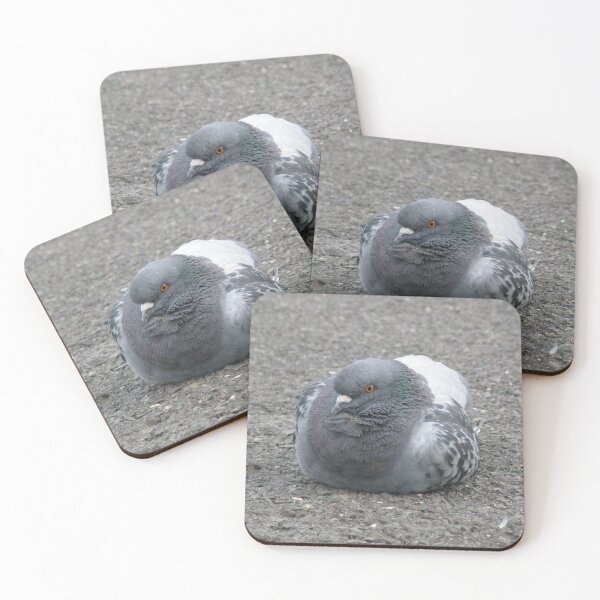 Item preview, London Pigeon Resting on a Path Photograph designed and sold by naturegallery.