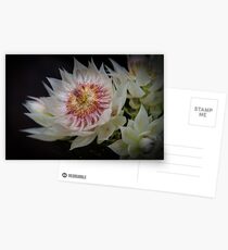 Blushing Bride protea Rivers 20121015 4300 Postcards