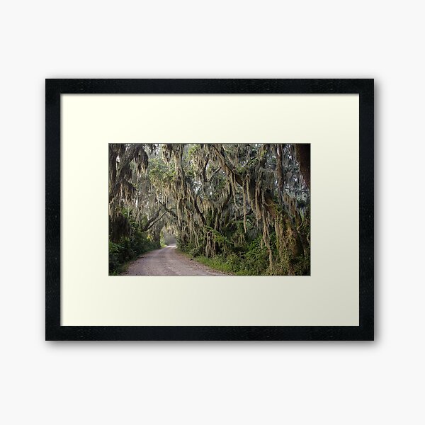 Item preview, Oak Alley Draped in Spanish Moss designed and sold by chrisandcami.