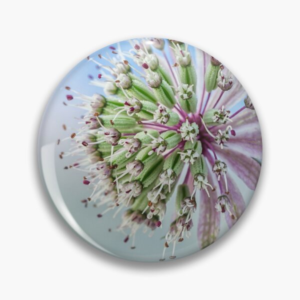 Item preview,  Astrantia and Bud designed and sold by John Ray.