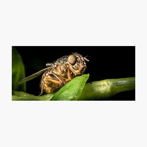 Item preview, Fly On A Leaf #5 designed and sold by Kerrod Sulter.