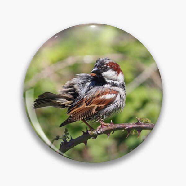 Item preview, Soggy sparrow designed and sold by GreyFeatherPhot.