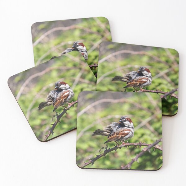 Item preview, Soggy sparrow designed and sold by GreyFeatherPhot.