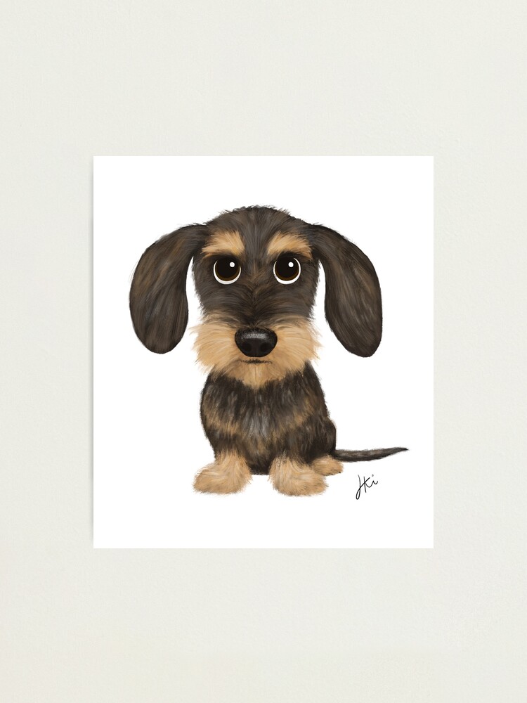 teckel dog wirehaired