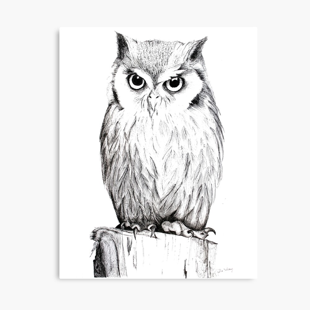 Pencil Sketch Owl Stock Illustrations – 1,116 Pencil Sketch Owl Stock  Illustrations, Vectors & Clipart - Dreamstime