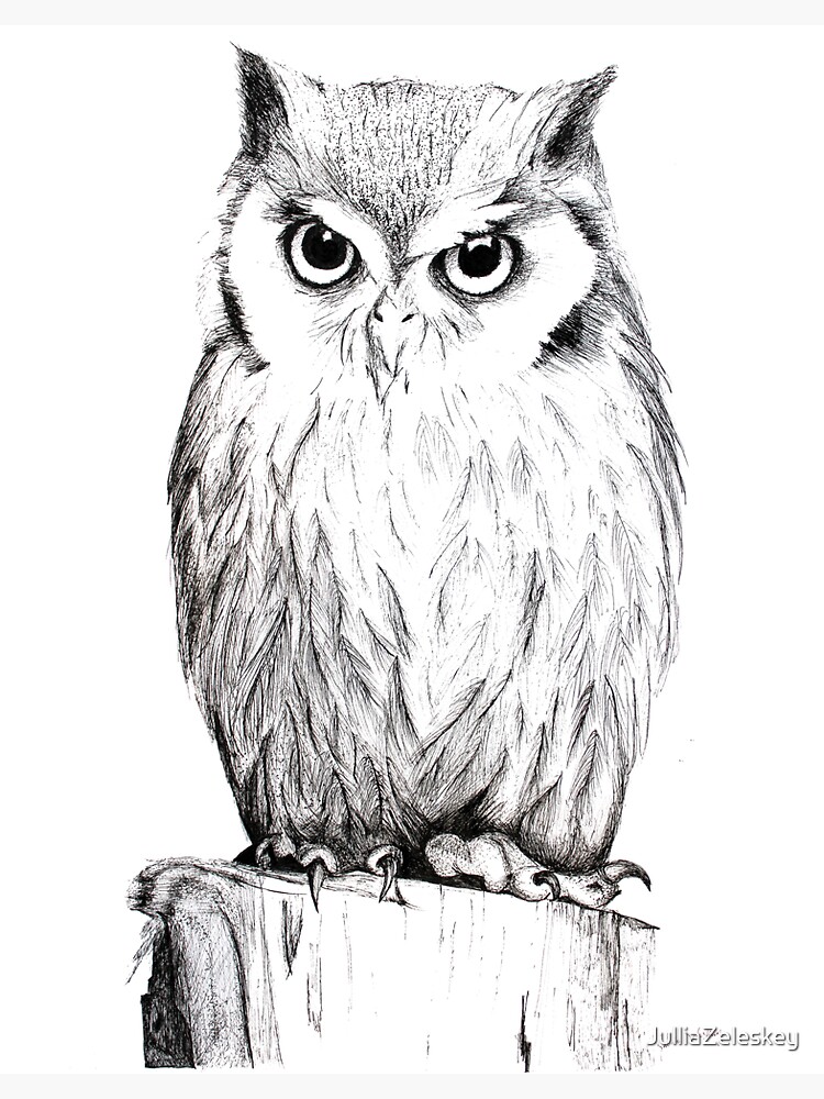 "Pen & Ink drawing of an Owl" Sticker for Sale by JulliaZeleskey