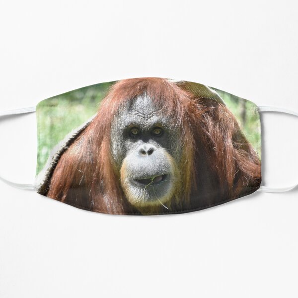 Sumatran Orangutan Karen at the San Diego Zoo Mask