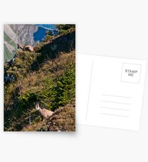 Chamois Postcards