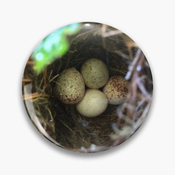 Item preview, Four Bird Eggs designed and sold by Nature and Landscapes.