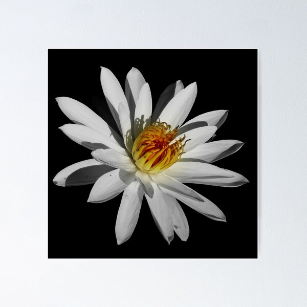 Item preview, Black With A Hint Of Botanical Element ~ Part Fourteen designed and sold by artisandelimage.