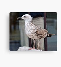 Claiming A Sunbed Canvas Print