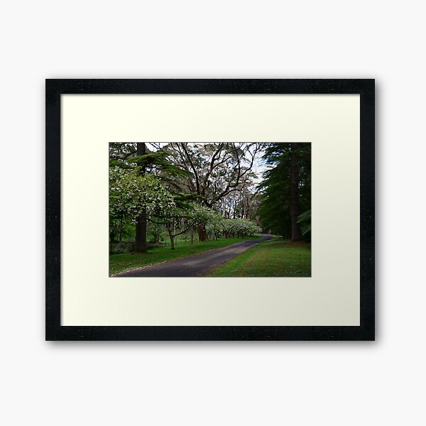 QUEENS AVENUE, MOUNT WILSON, NSW. Framed Art Print