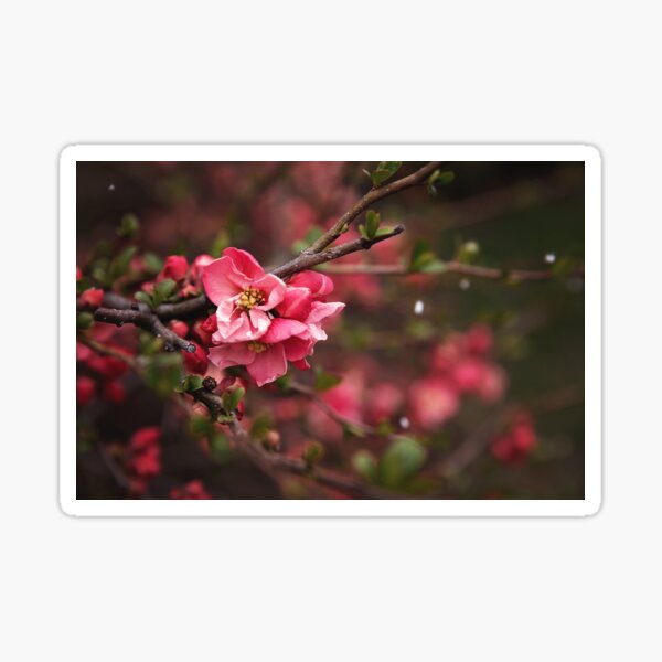 Japanese quince flowers Sticker