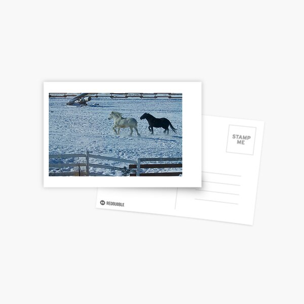 Snow Angels Postcard