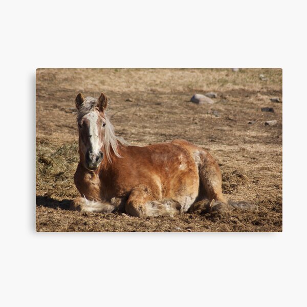 Nap Time Canvas Print