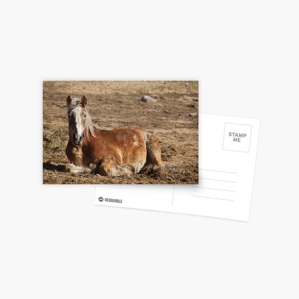 Nap Time Postcard